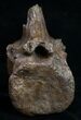 Edmontosaurus (Hadrosaur) Vertebrae - Montana #10260-5